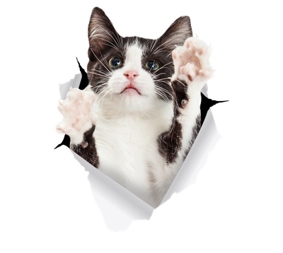 Black & White Cat Reaching