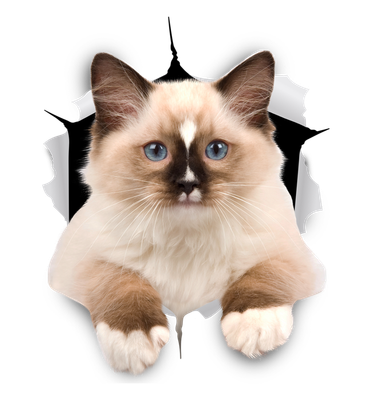 Ragdoll Cutie