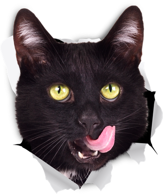 Black Cat Licking