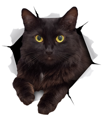 Black Cat Resting