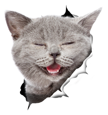 Laughing Grey Cat