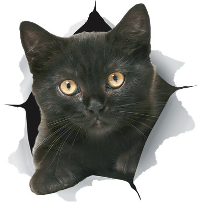 Black Kitten