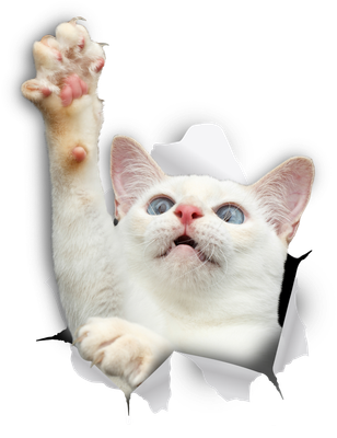 White Cat Reaching