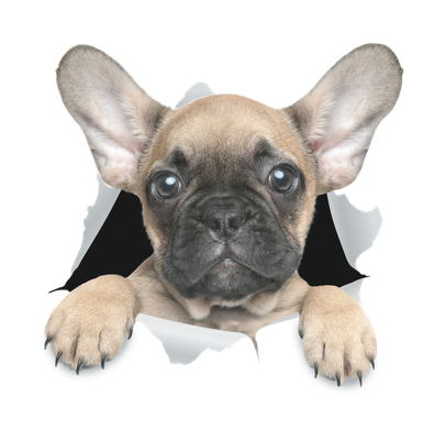 Brown French Bulldog Pup