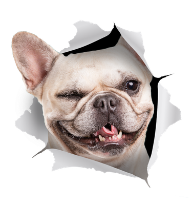 Winking French Bulldog