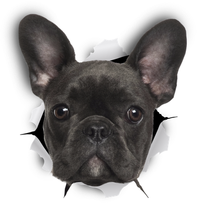 Black French Bulldog
