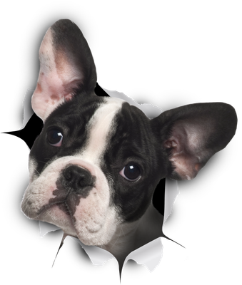 Black & White French Bulldog