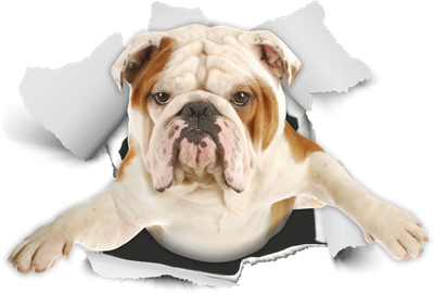 English Bulldog Bursting