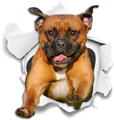 Super Staffie