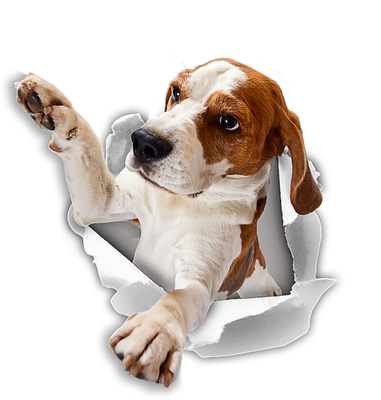 Reaching Beagle