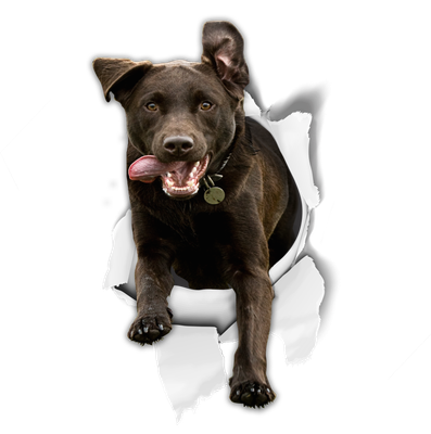 Excited Black Labrador