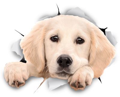 Peeking Labrador