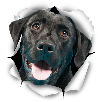 Cute Black Labrador