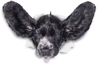 Cocker Spaniel Ears