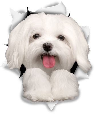 Cute Maltese