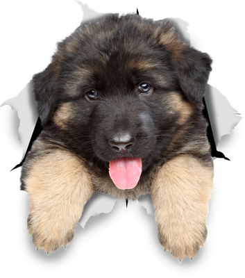 German Shepherd Puppy