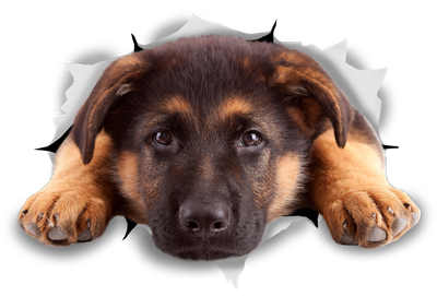 Resting German Shepherd