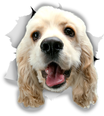 White Cocker Spaniel