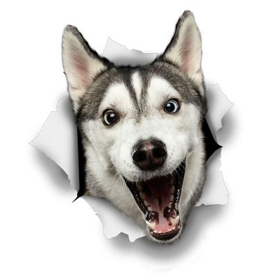 Happy Husky