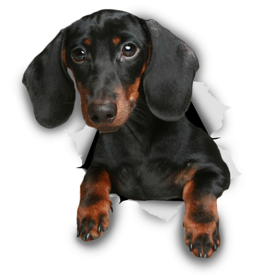 Black Dachshund