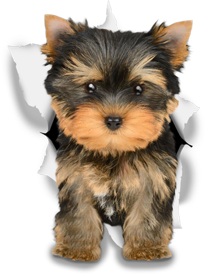 Adorable Yorkie