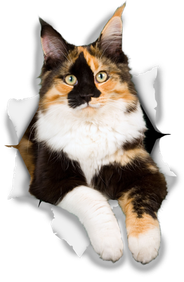 Calico Cat
