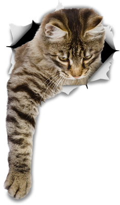 Reaching Tabby