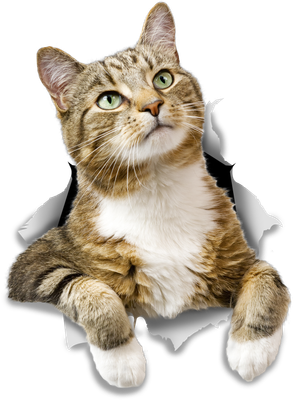 Pondering Tabby