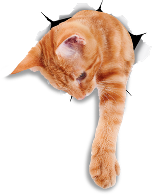 Reaching Ginger