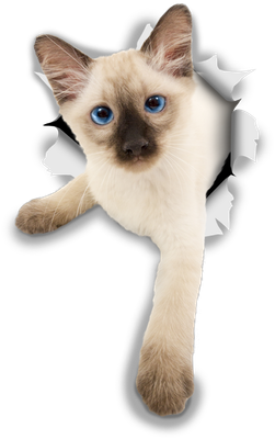 Siamese Kitten
