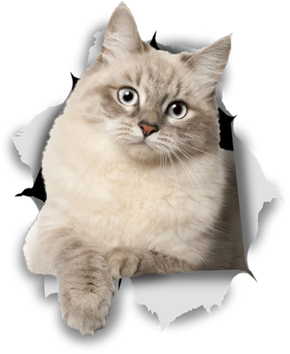 Siberian Kitty