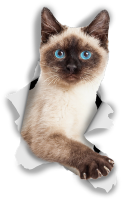 Breakout Siamese