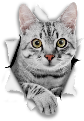Grey Tabby