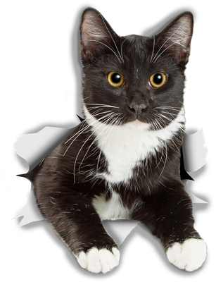 Resting Tuxedo Kitty