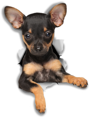 Toy Terrier Puppy