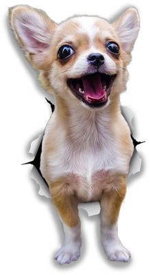 Excited Chihuahua