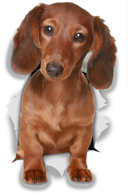 Long Haired Dachshund
