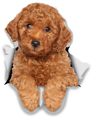 Red Poodle