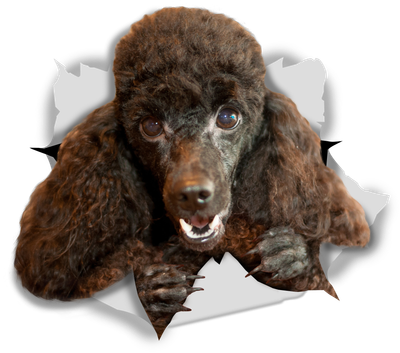 Happy Black Poodle