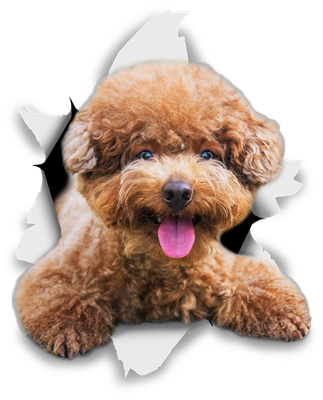 Smiling Brown Poodle
