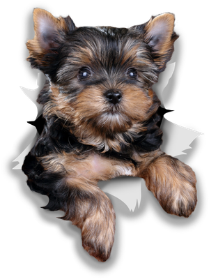 Cute Yorkshire Terrier