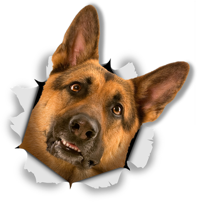 Curious German Shepherd