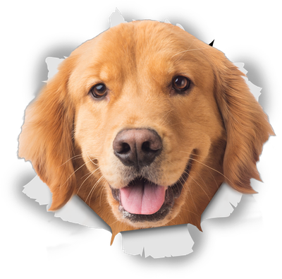 Happy Golden Retriever
