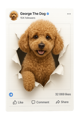 Poodle Pops Through Facebook Frame