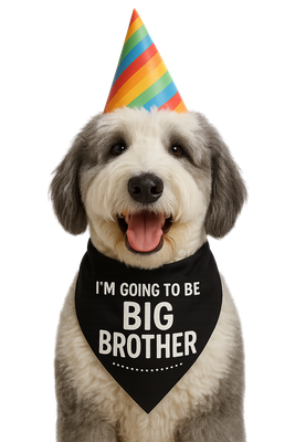Party Pup Big Brother