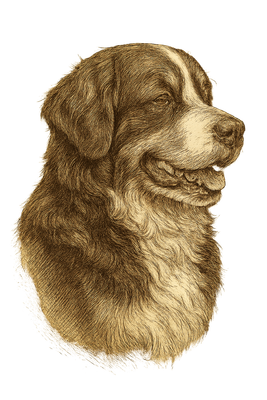 Regal Bernese Profile Sketch