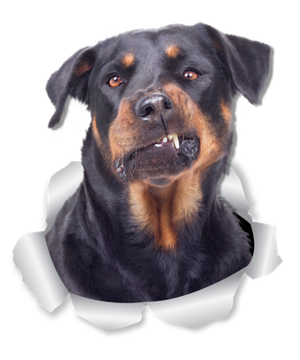 Funny Rottweiler