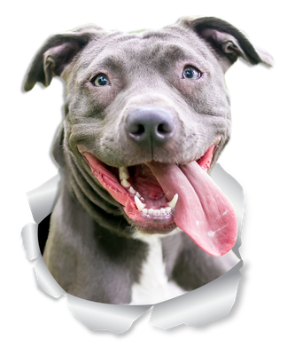 Happy Pit Bull
