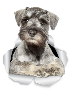 Curious Schnauzer
