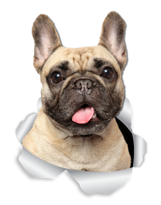 Loveable French Bulldog
